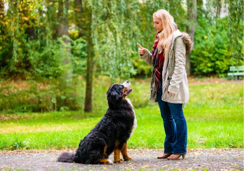 Hundeerziehung Onlinekurse